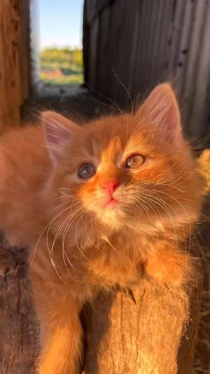 Chapter : Cat