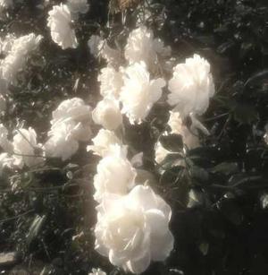 Chapter 3.The white roses