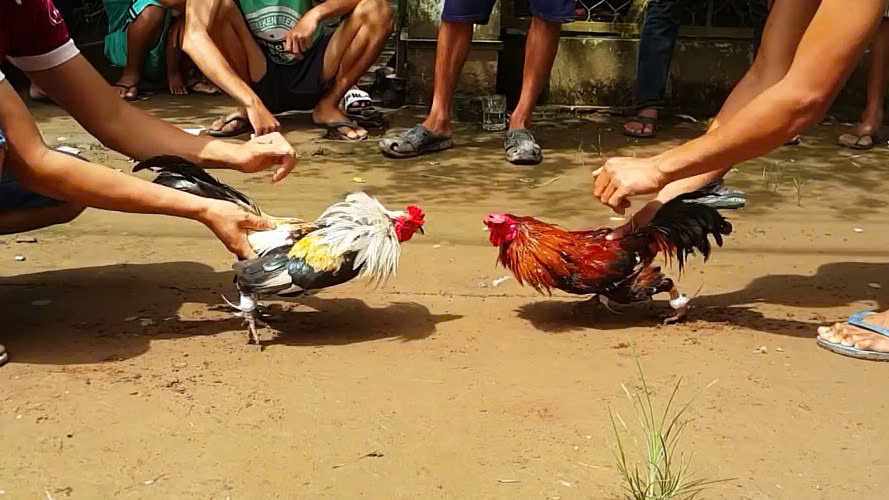 Đá Gà Tre 188bet Cổng Game Siêu Hấp Dẫn Nhất Tại Nhà Cái