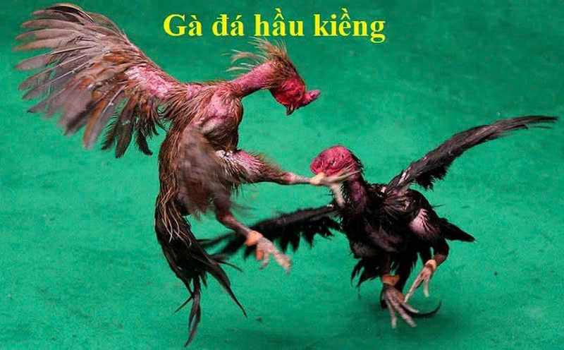 Gà Đá Hầu Kiềng 188bet Cổng Game Siêu Hấp Dẫn Nhất Tại Nhà Cái