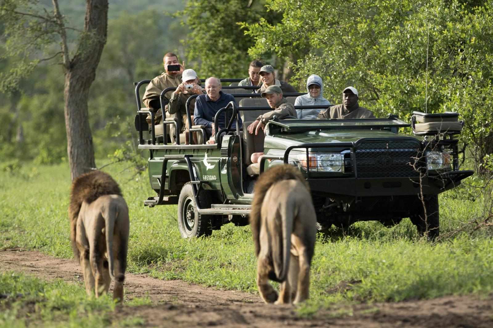 Discover the Wild Side of Africa with a Kenya Safari from Mombasa