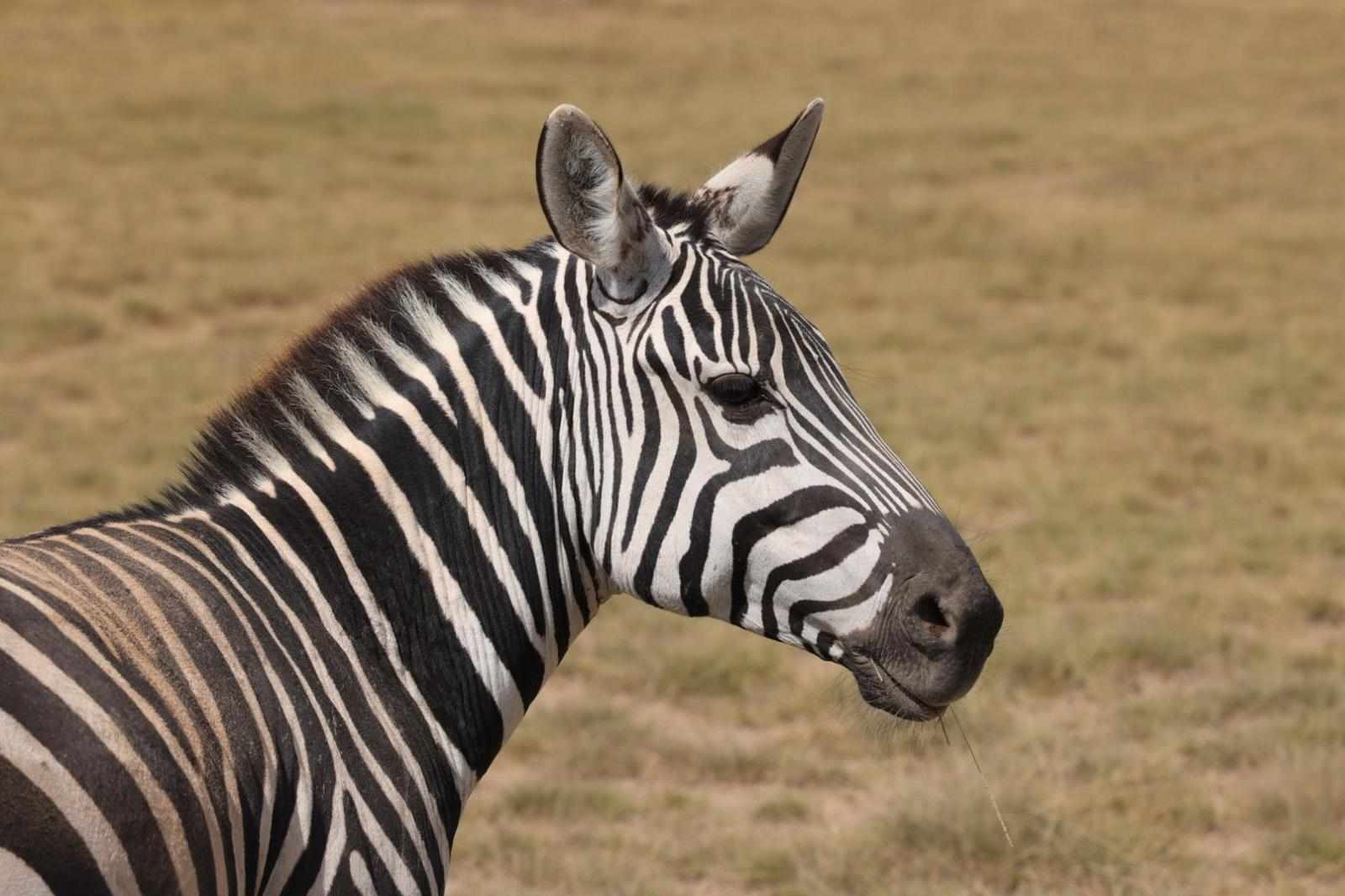 Kenya and Tanzania Safari Experience: Exploring Africa’s Most Iconic Parks