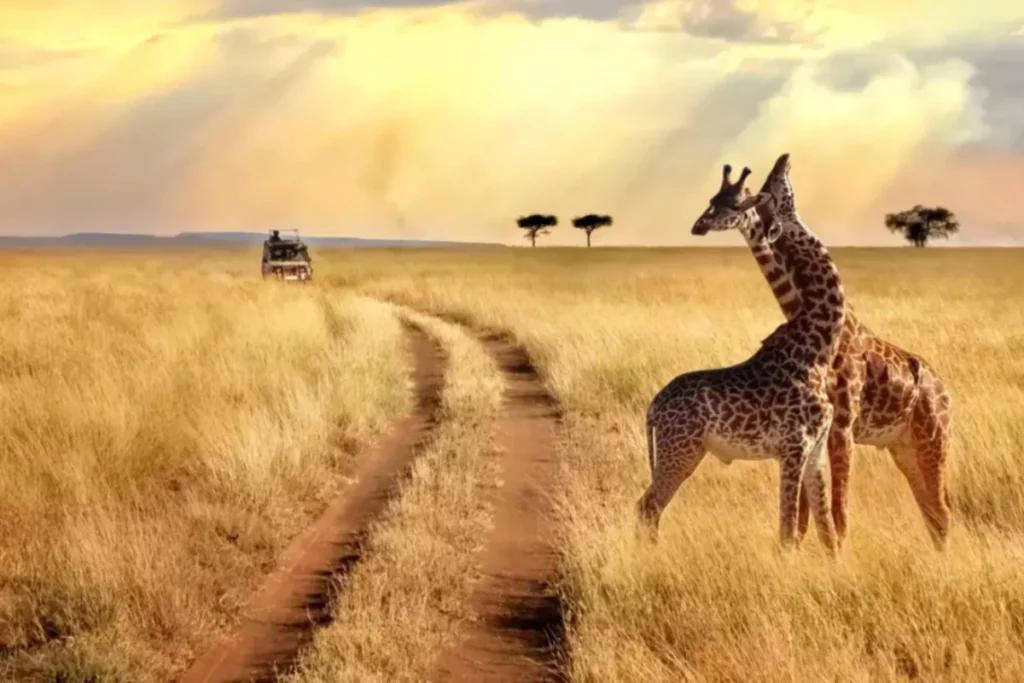 Safari from Mombasa to Masai Mara: Ideal for Photographers
