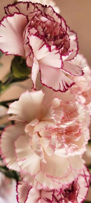 37. Care, Undelivered