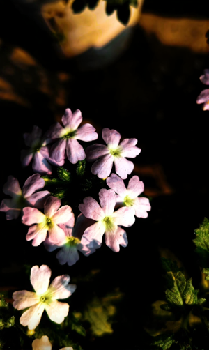 41. Steady in the Chaos