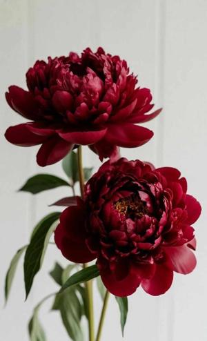 51. A Quiet Emergency