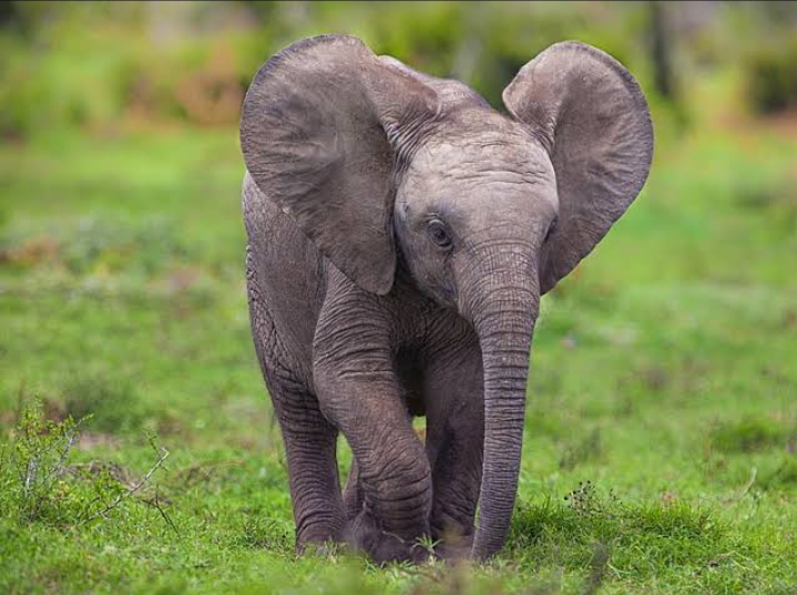 Abandoned Elephant culf 