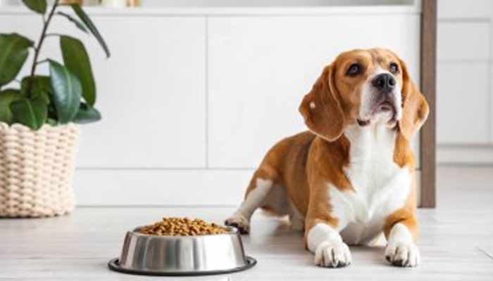 Many dog food options? Simply simplify membership