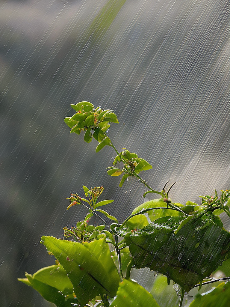 The rain showers of June 