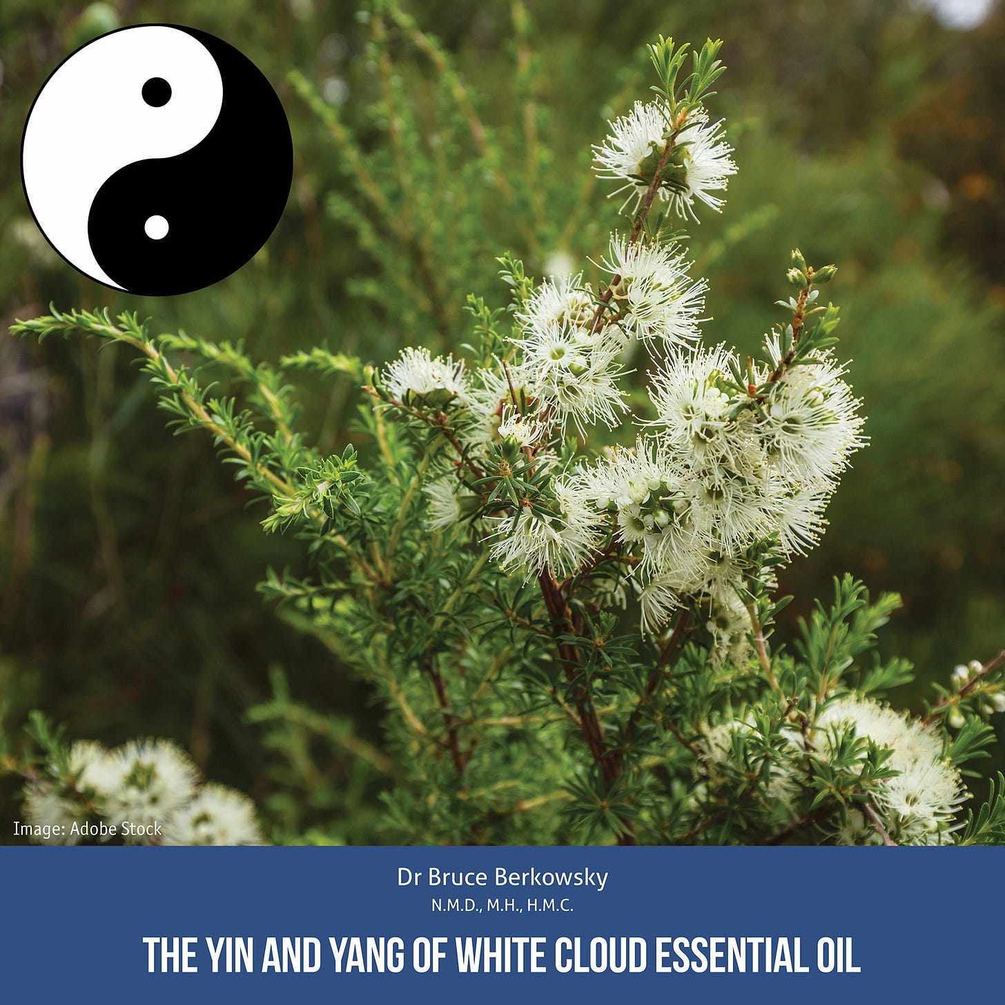 May be an image of text that says ": naAe: Image:Adobe Image:AdobeStock :AdobeS Stack Dr Bruce Berkowsky N.M.D., M.H N.M.D.,M.H.,H.M.C. ..H. .ዚ.. THE YIN AND YANG OF WHITE CLOUD ESSENTIAL OIL"