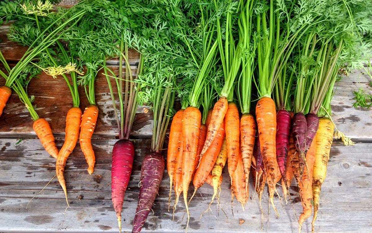carrot glycemic index digestion healing