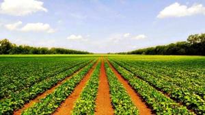 Agriculture & Allied Sector in India: Size, Growth, and Demand