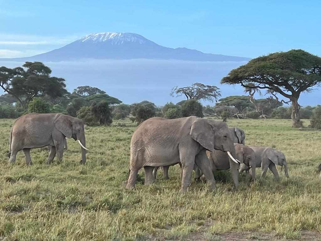 Best Time to Visit Tsavo National Park?