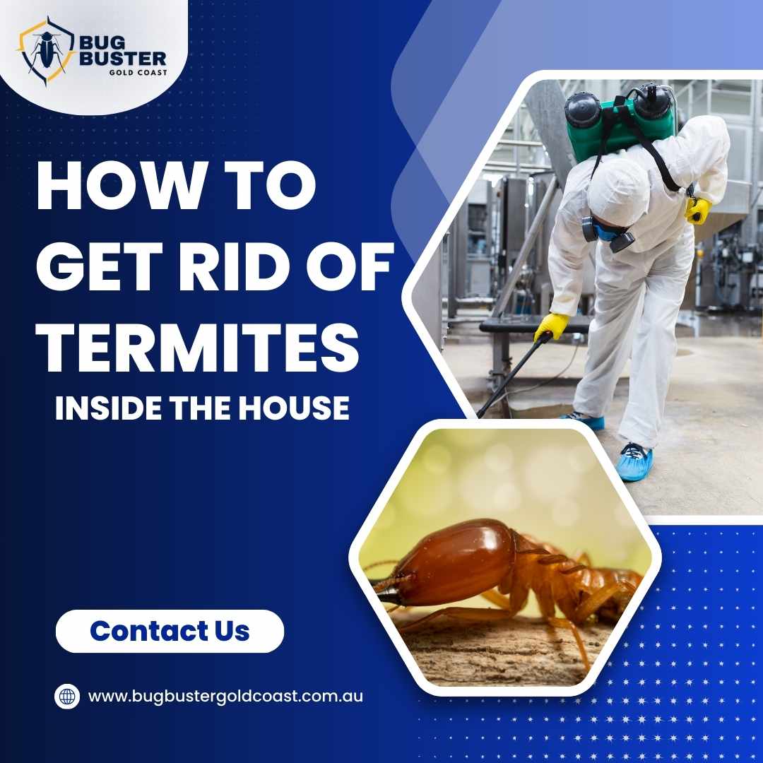 How to Get Rid of Termites Inside the House