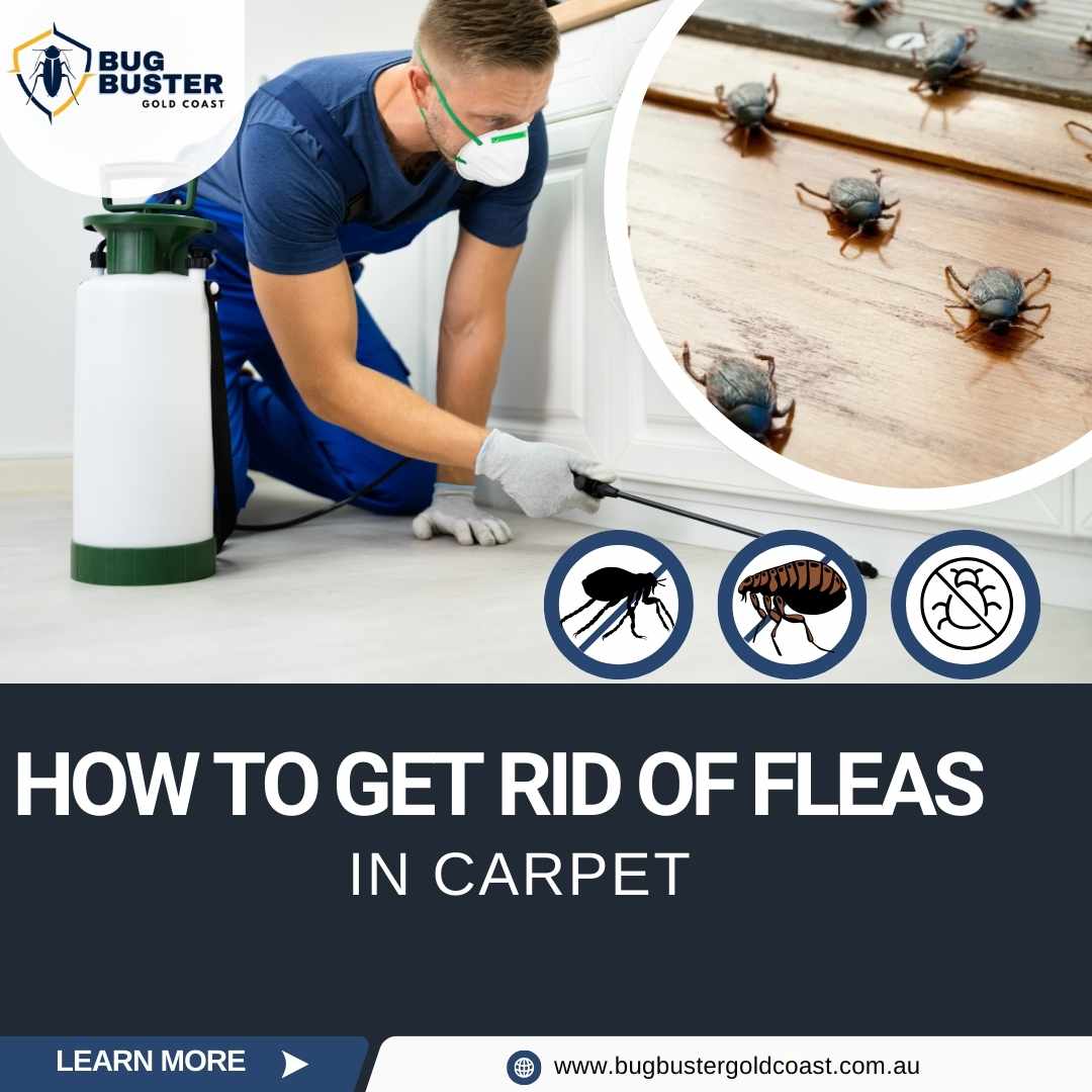 How to Get Rid of Fleas in Carpet