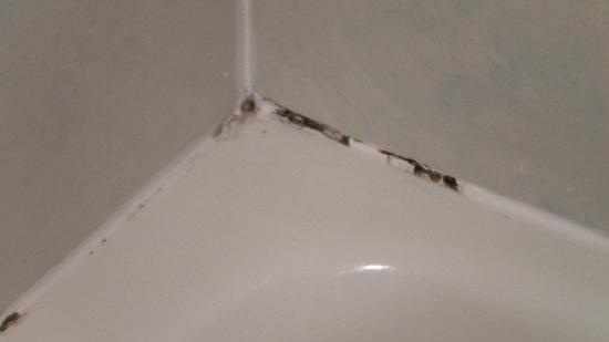 Professional Grout and Tile Restoration Services in Tampa Bay