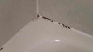 Professional Grout and Tile Restoration Services in Tampa Bay
