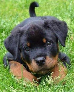 Pulse on the Paws...🐾