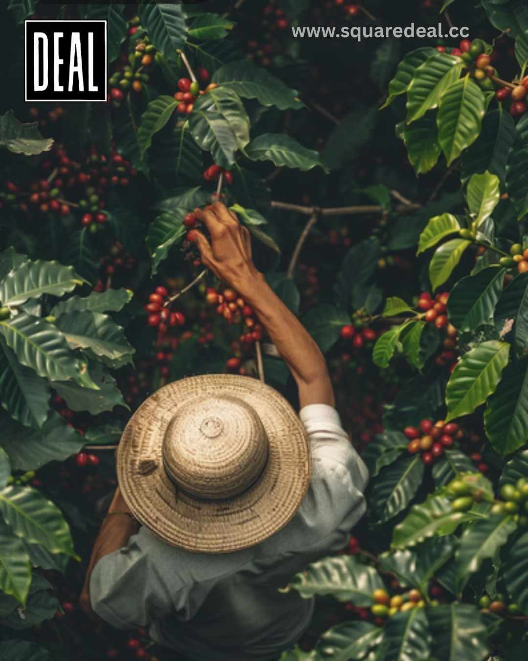 Coffee Sourcing with Bold Flavor