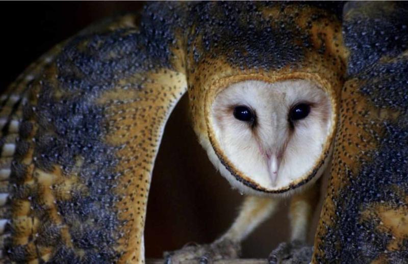 The Barn Owl