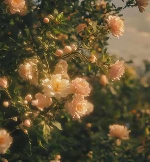 COPYRIGHTS AND WARNING