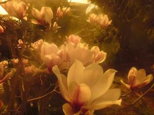 COPYRIGHTS AND WARNING