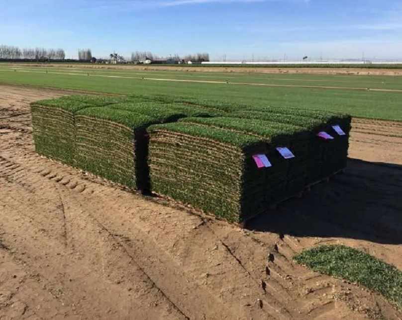 Best Varieties of SOD for Sale - Southland SOD Far