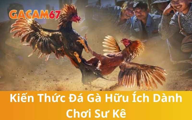 Kiến Thức Đá Gà - Tổng Hợp Tinh Hoa Nghệ Thuật Nuôi Và Đá Gà Chọi
