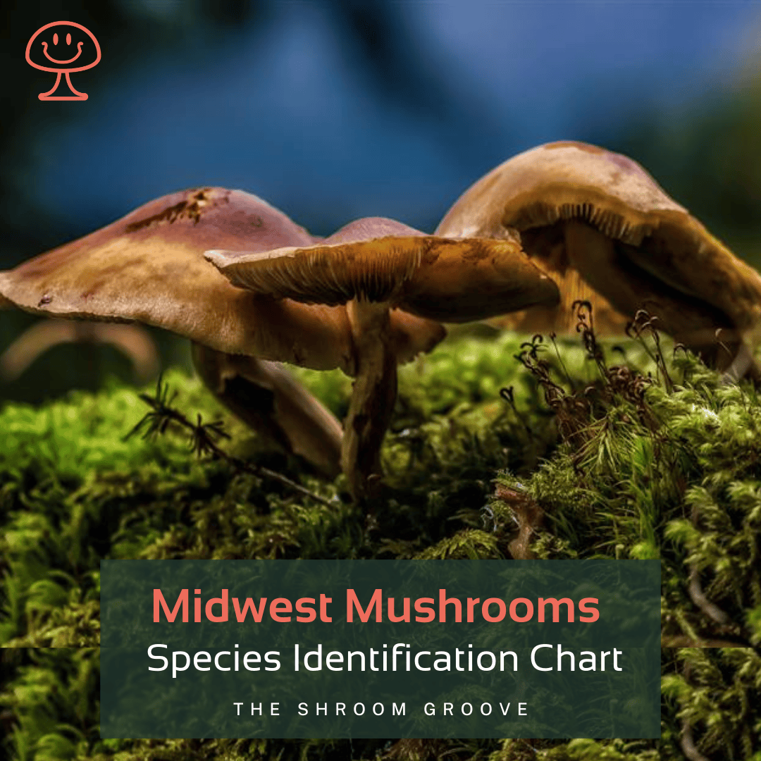 Stunning Midwest Mushrooms Photography