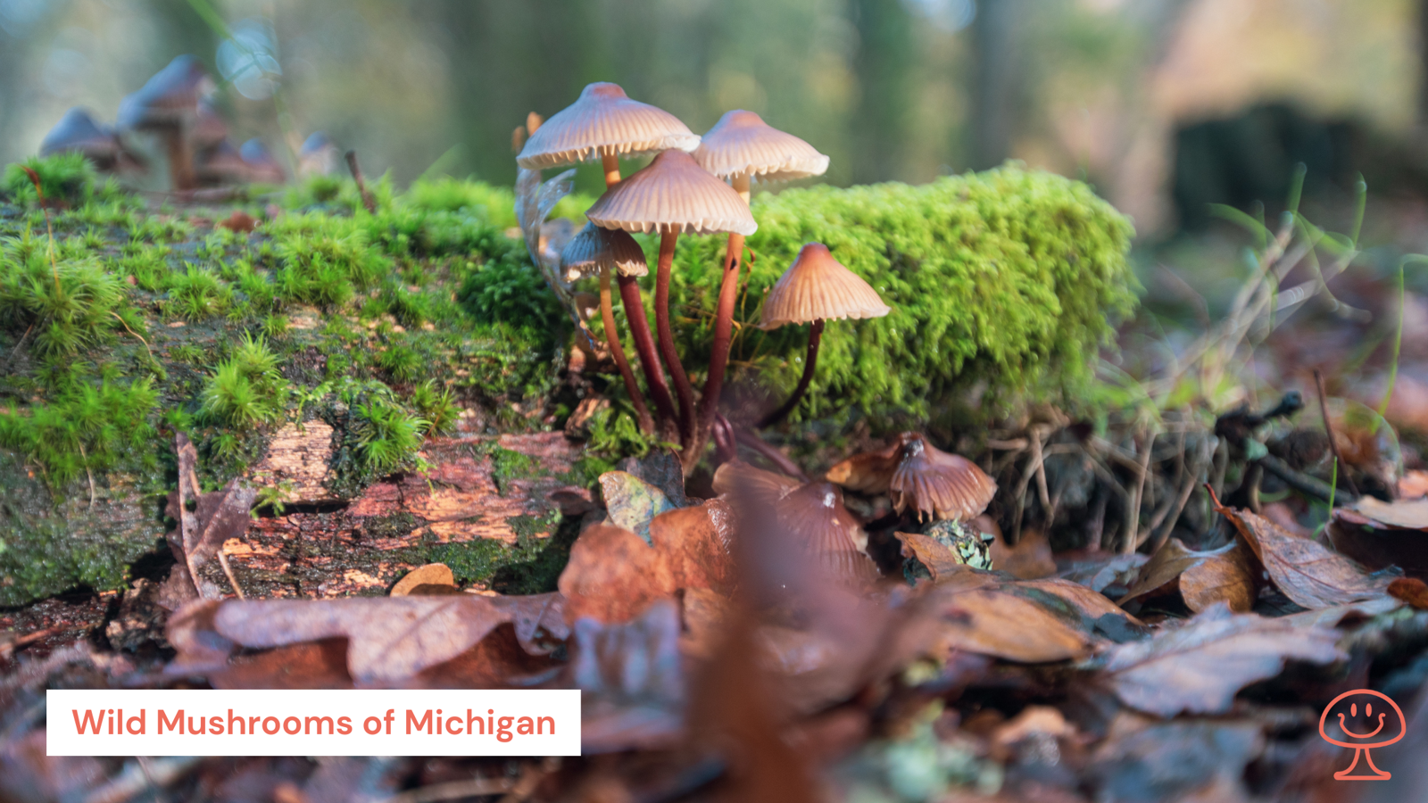 Michigan Mushroom Guide | Safe Foraging and Health Benefits