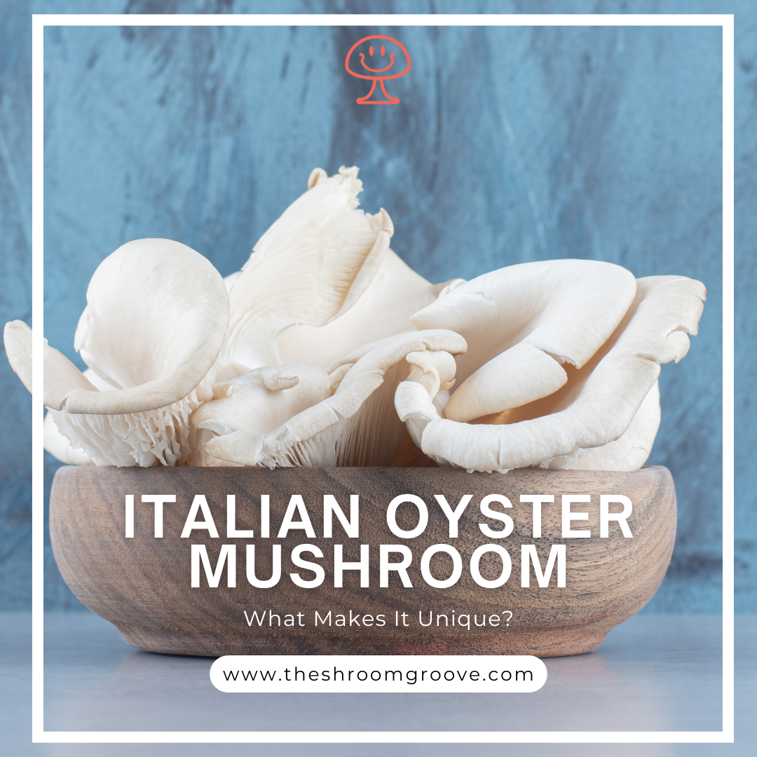 Italian Oyster Mushroom: Flavor, Uses & Quick Facts