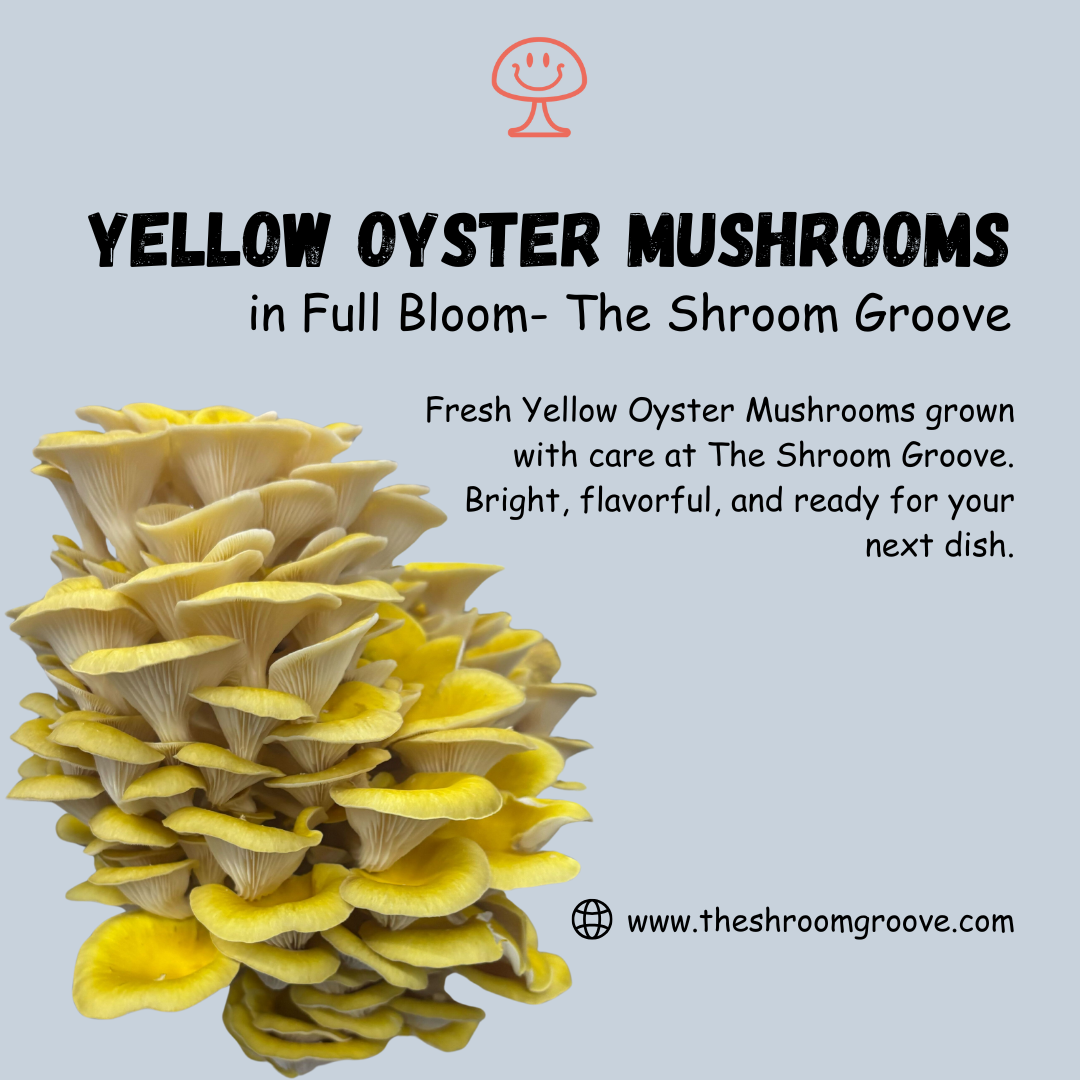 Fresh Yellow Oyster Mushroom at The Shroom Groove