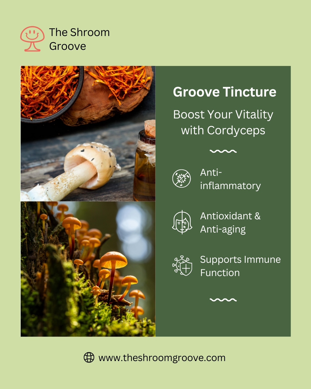 Groove Tincture by The Shroom Groove: Boost Your Vitality with Cordyceps