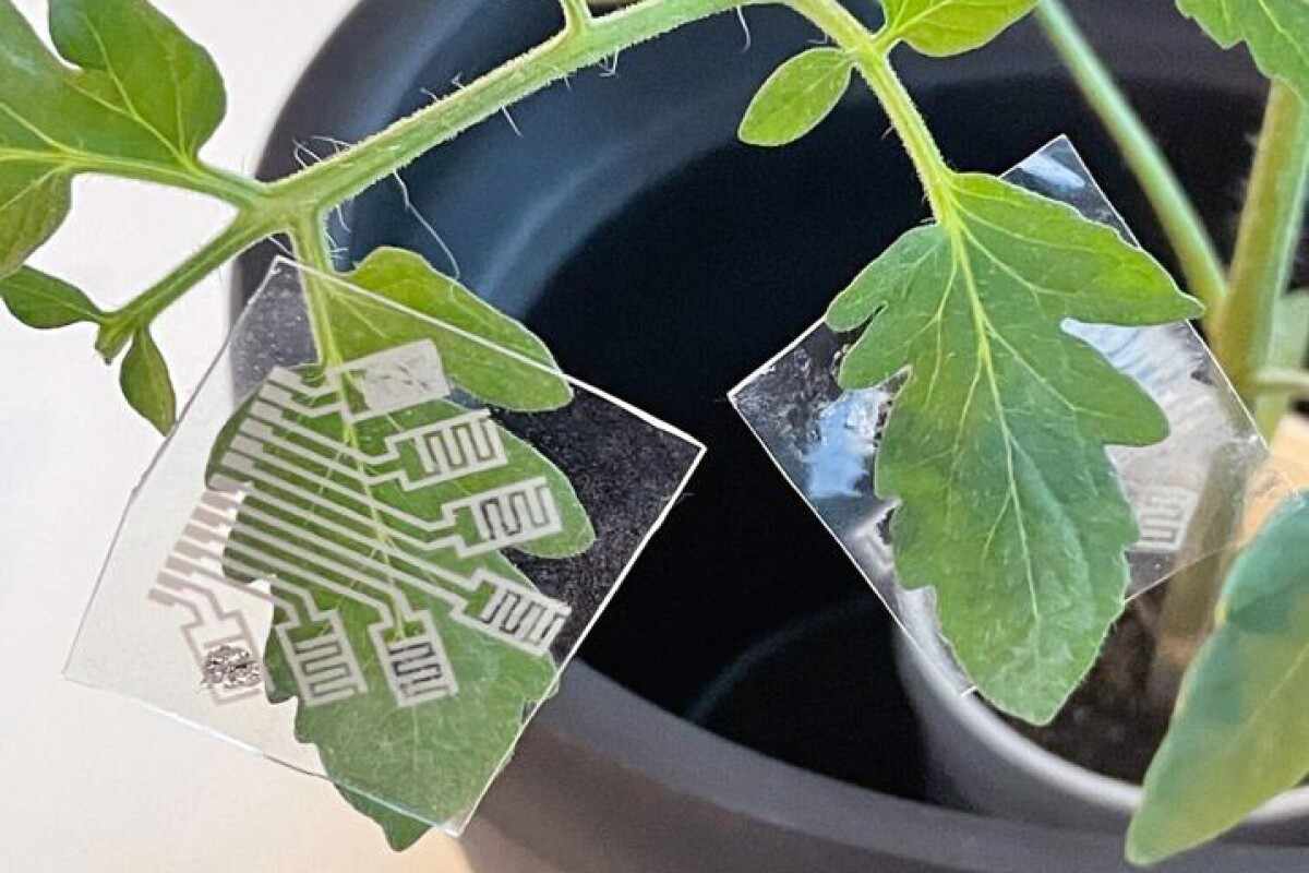 How Are Wearable Plant Sensors Market Revolutionizing Agriculture in 2025?