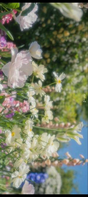 Delusional girl  logo