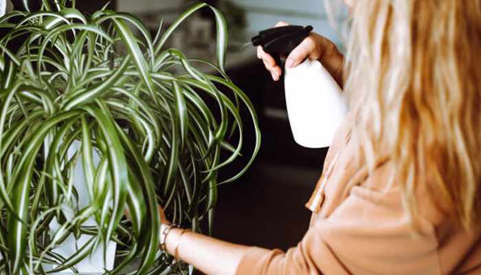 How to Grow Spider Plants Indoors in Style — No Green Thumb Needed