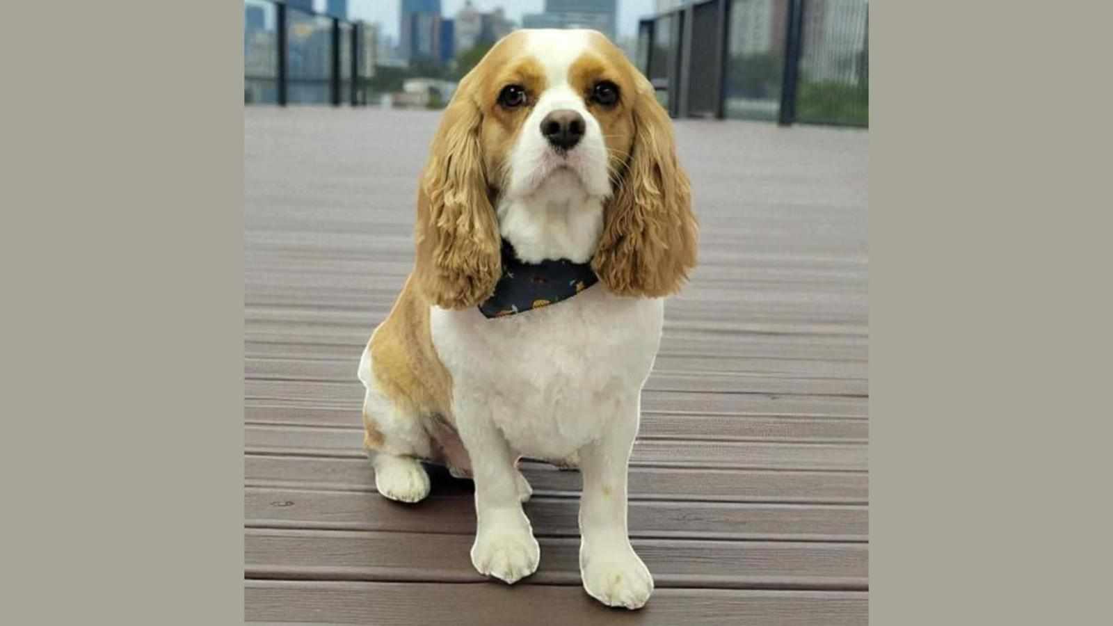 The Strategic Guide to Pet Grooming in Leduc: When, Where, and How