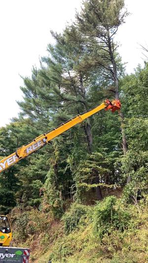 Professional Tree Care & Removal services in Danvers, MA