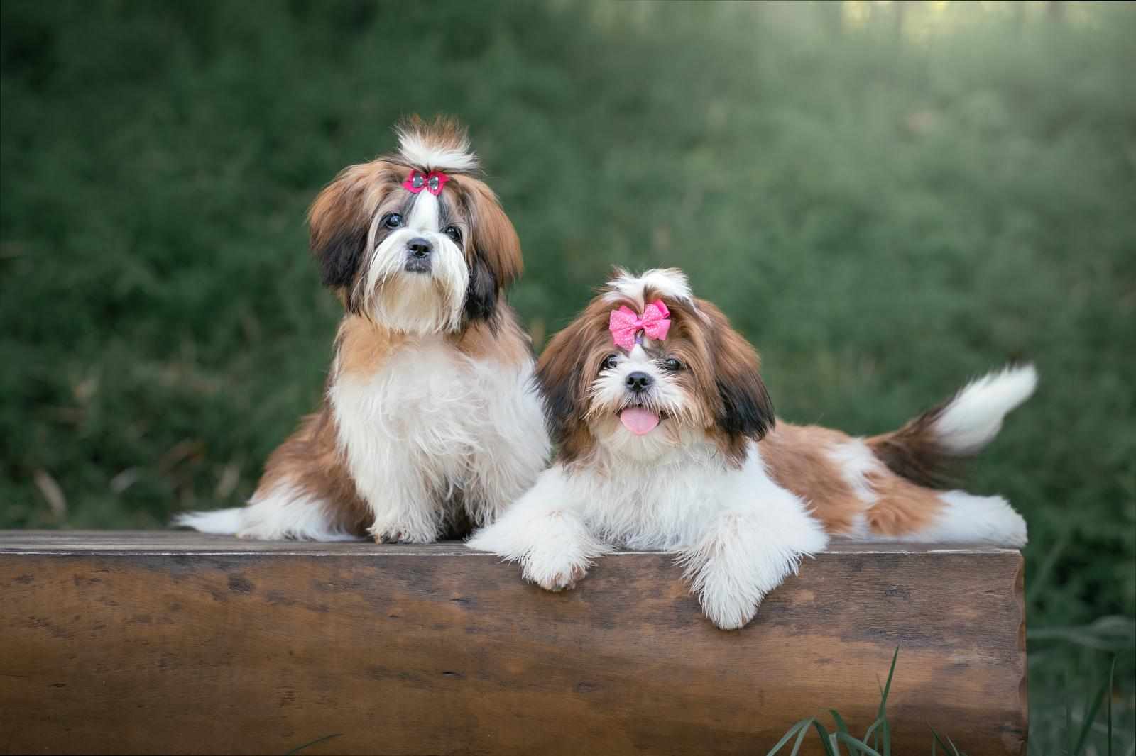 Top Dog Photography Studios in Singapore for Memorable Shots