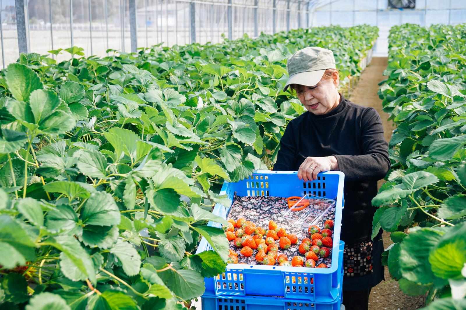 Japan Agribusiness Market Size, Trends, Growth, Analysis Report 2025-2033