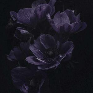 Ashanne Evyenne logo