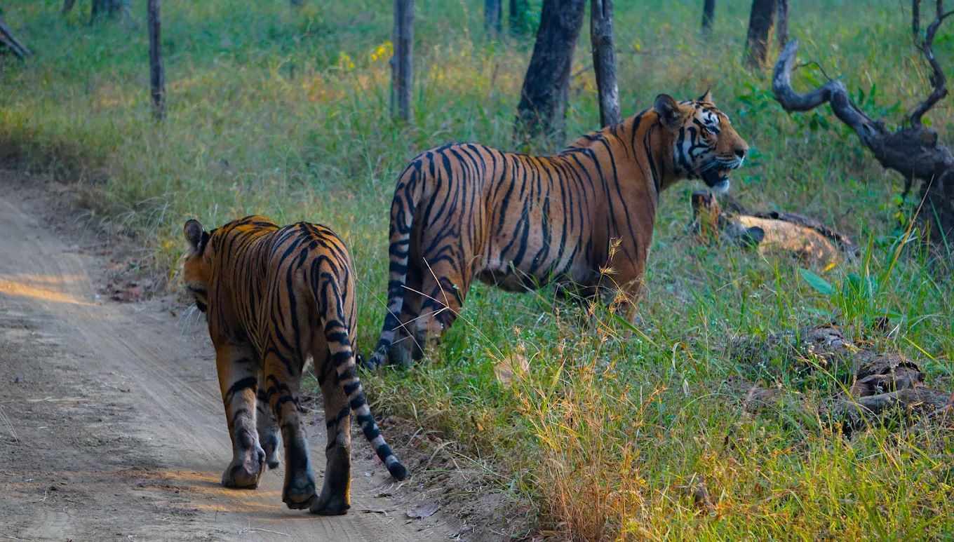 Plan Your Travel to Satpura Tiger Reserve: Resorts, Locations & Travel Tips