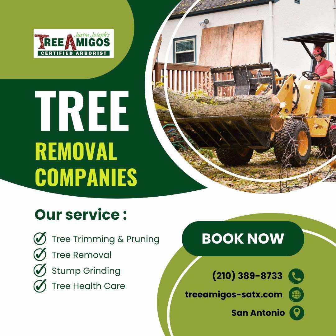 Tree Removal Companies in San Antonio