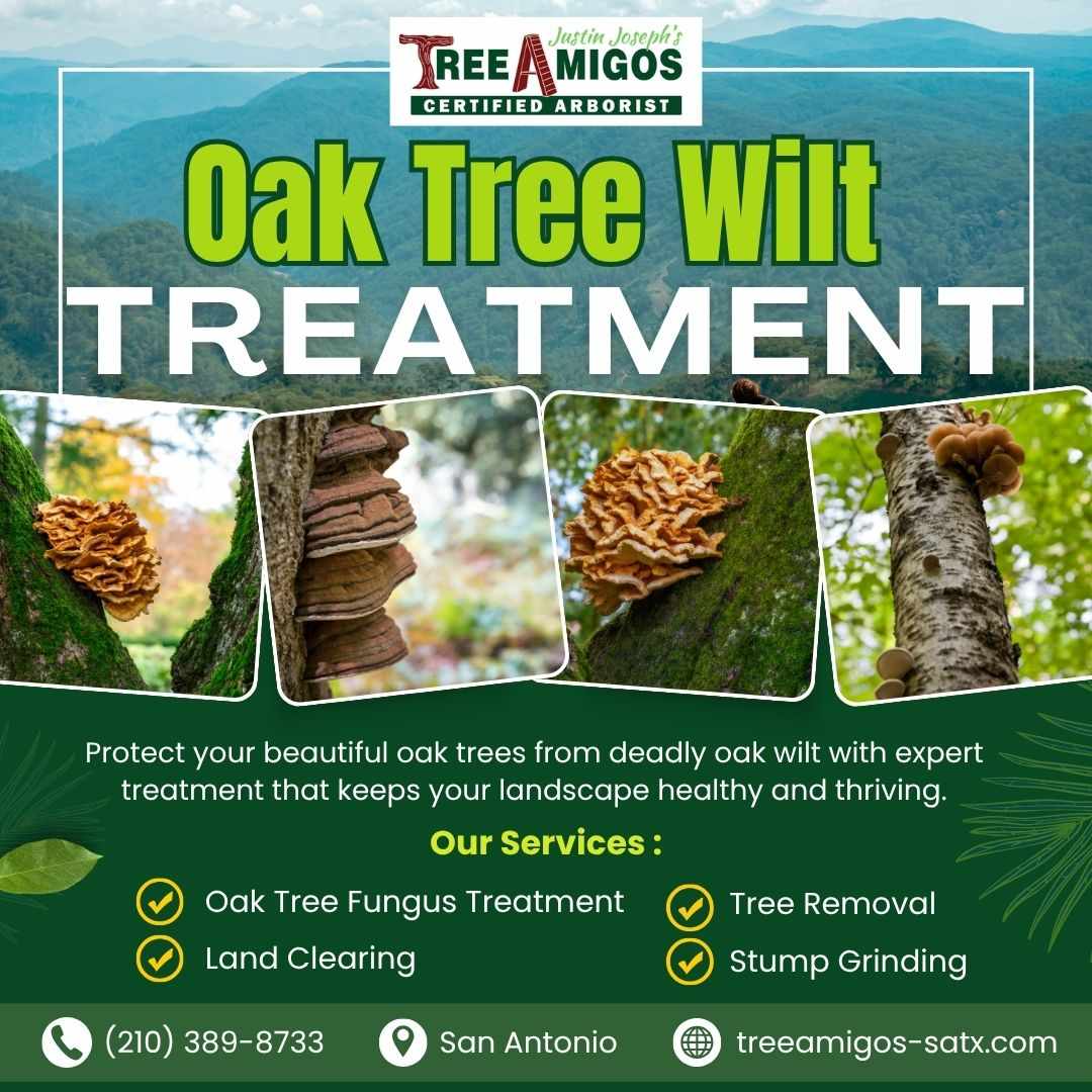 Oak Tree Wilt Treatment in San Antonio