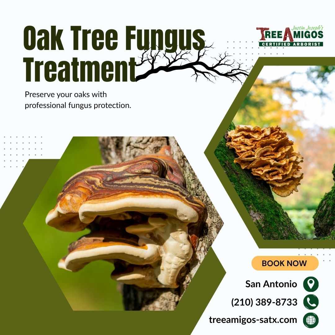 Oak Tree Fungus Treatment in San Antonio