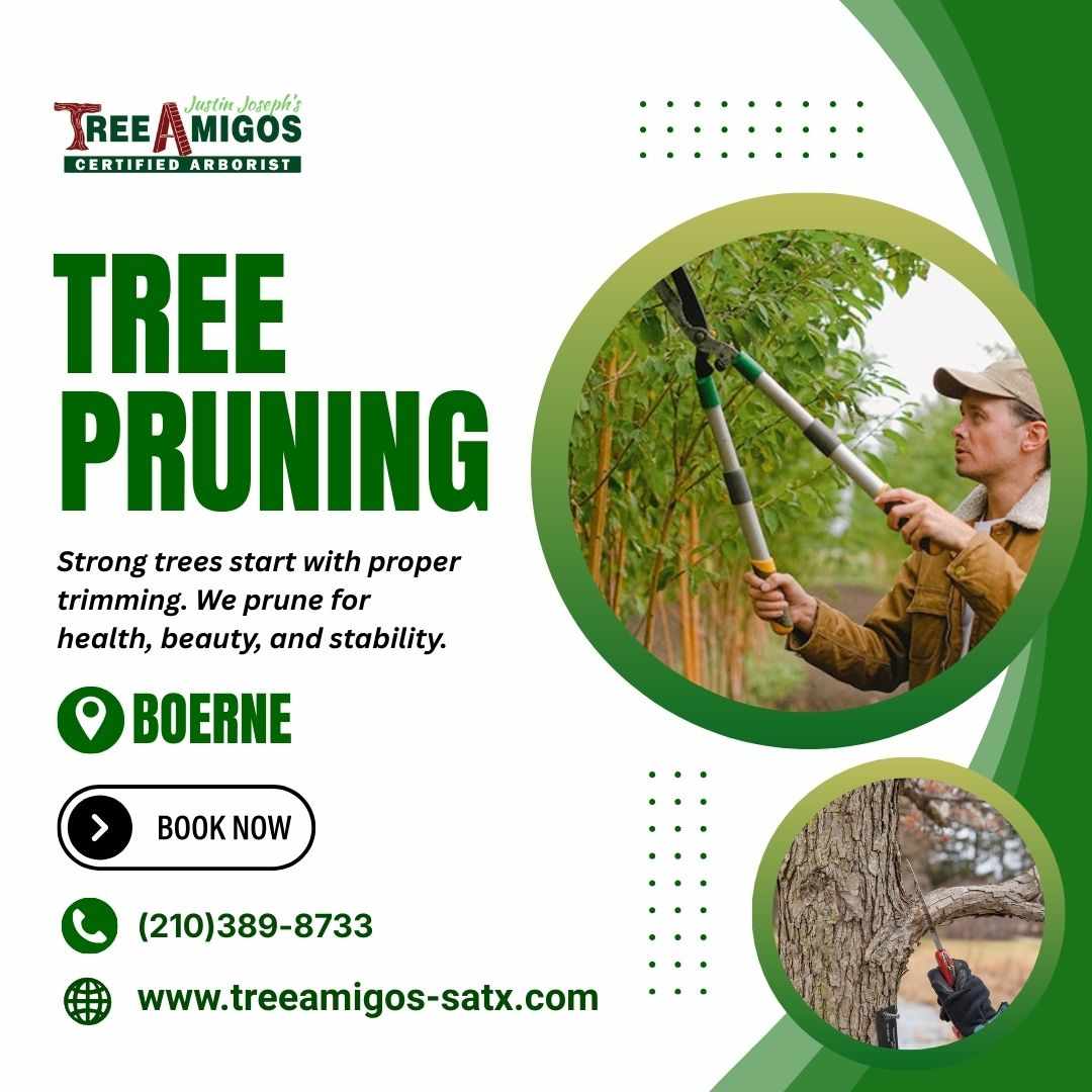Tree Pruning In Boerne