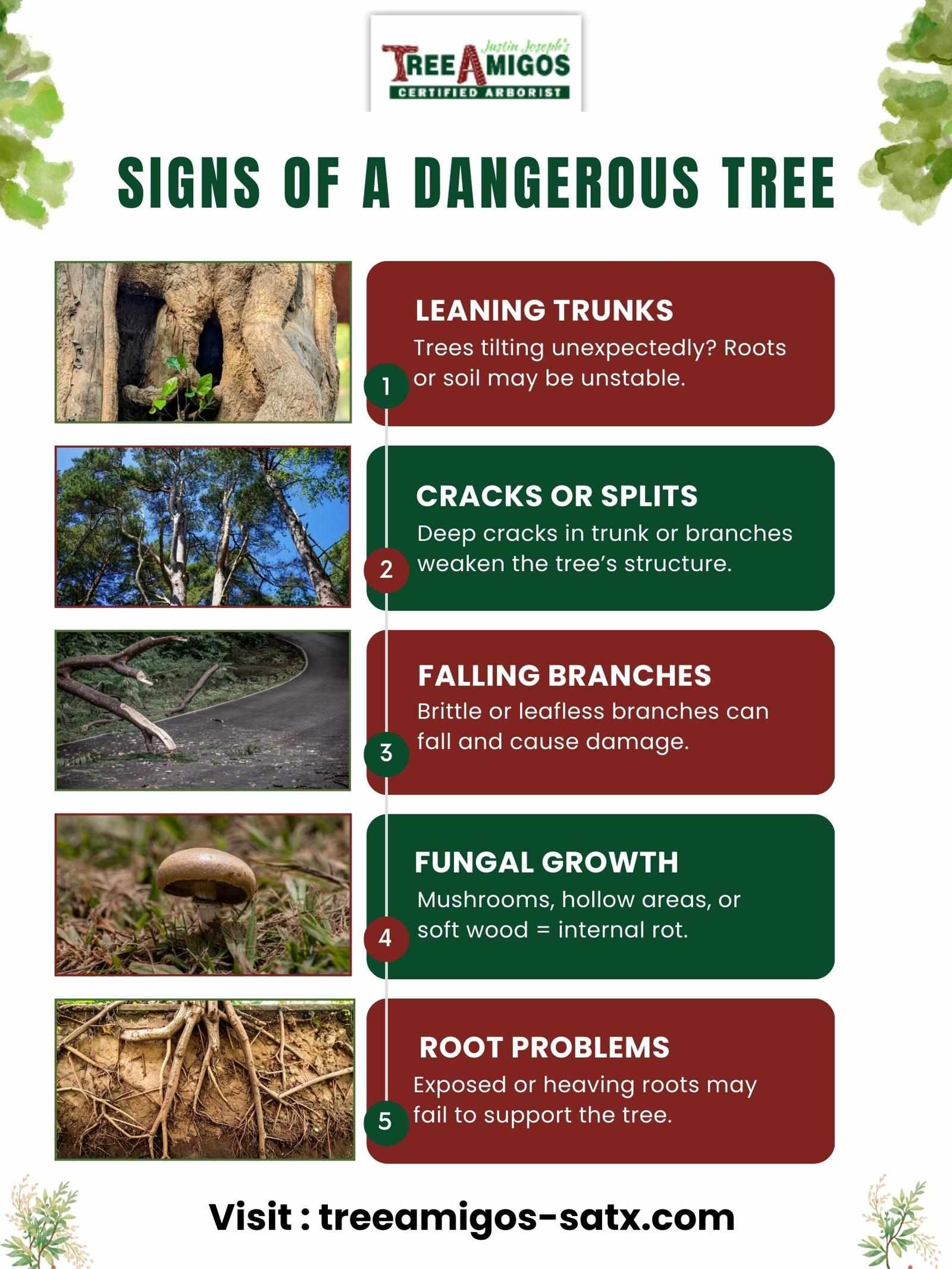 Signs of a Dangerous Tree