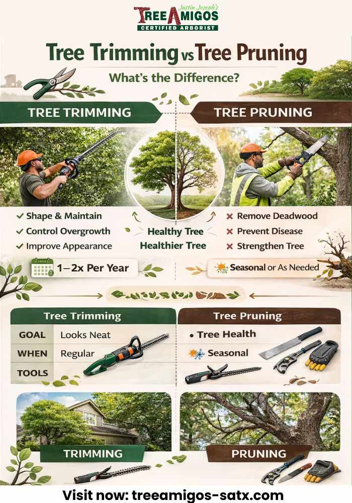 Tree Trimming vs Tree Pruning