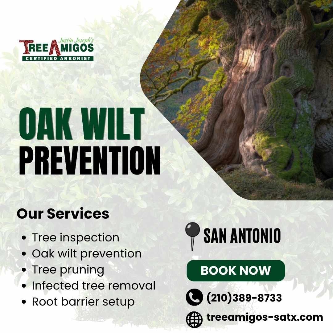 Oak Wilt Prevention in San Antonio