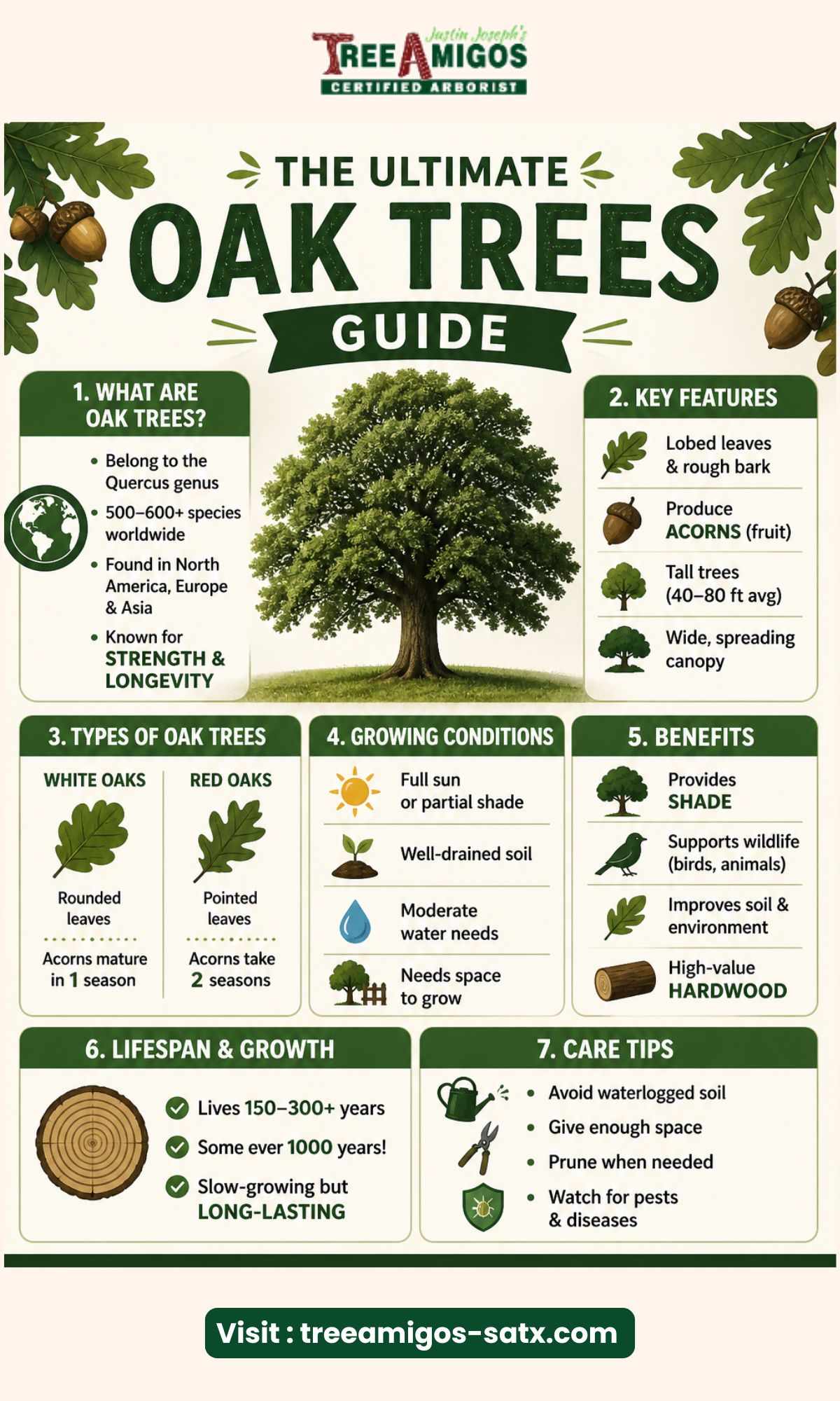 Oak Trees: Types, Care, and Common Issues